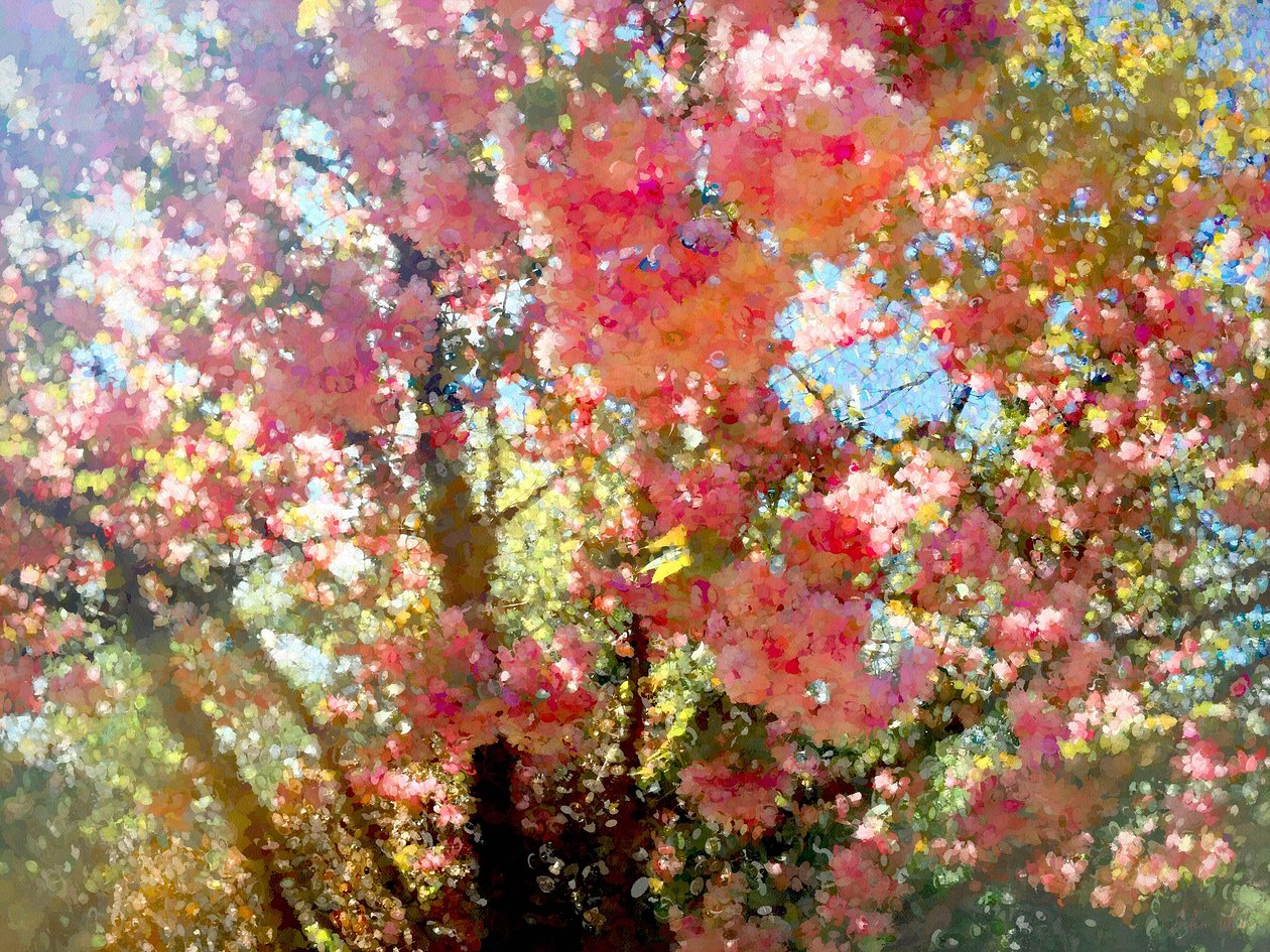 Frühlingsblütenhimmel von Helen White