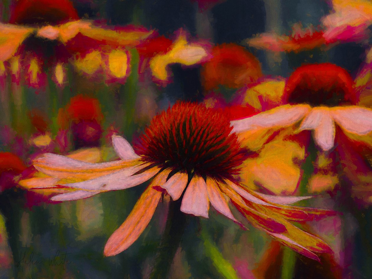 Gänseblümchen Gänseblümchen von Helen White
