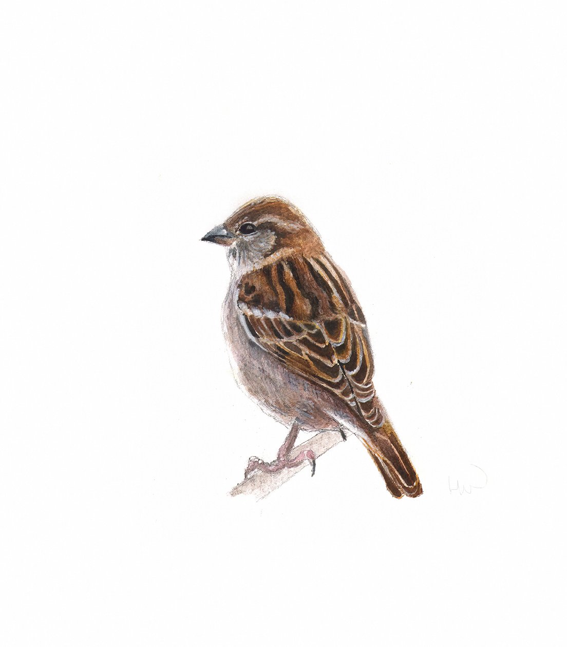 Weiblicher Spatz I, 2022 von Helen White