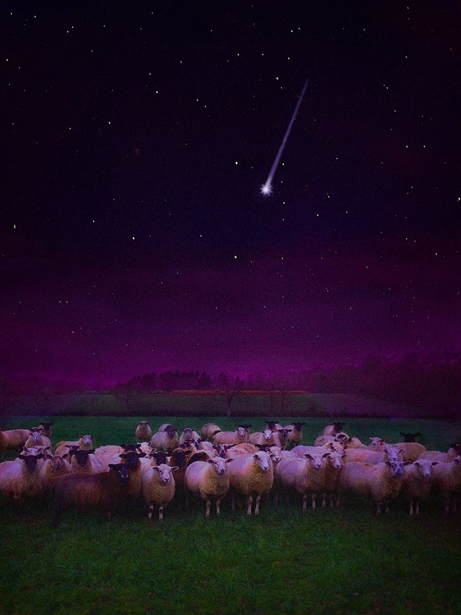 Herde bei Nacht, 2019 von Helen White