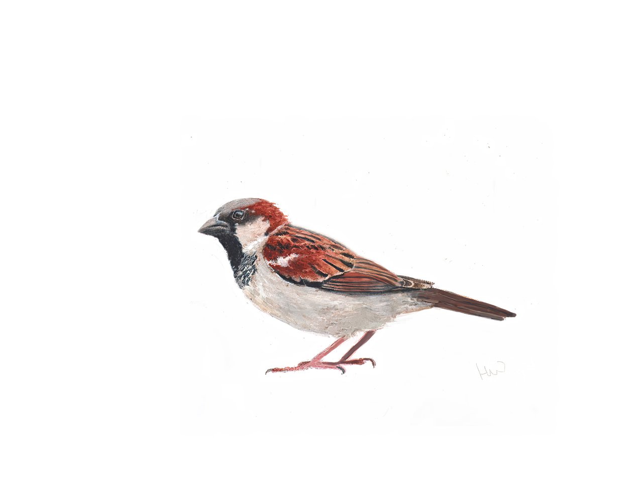 Männlicher Spatz II von Helen White