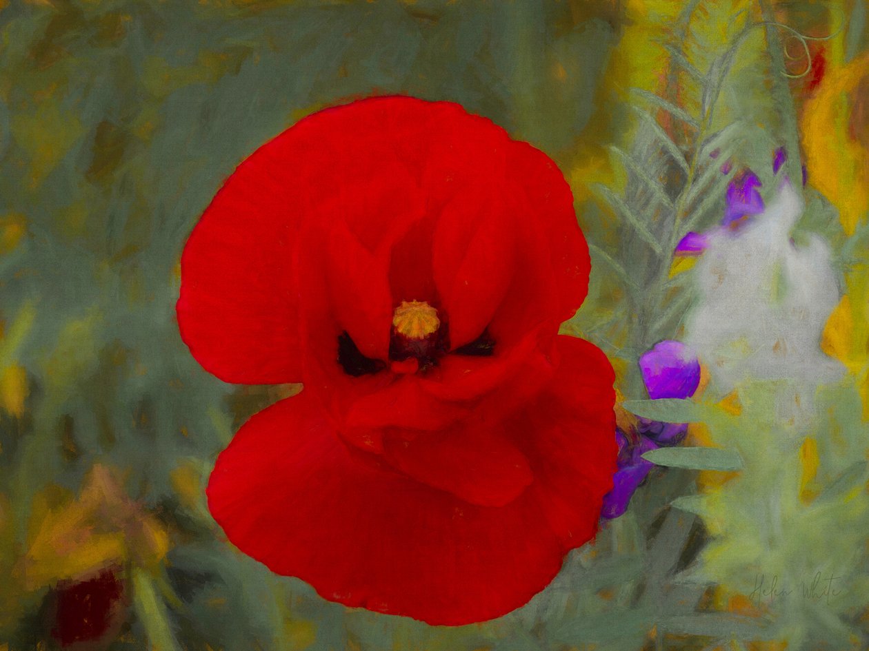 Scharlachrot von Helen White