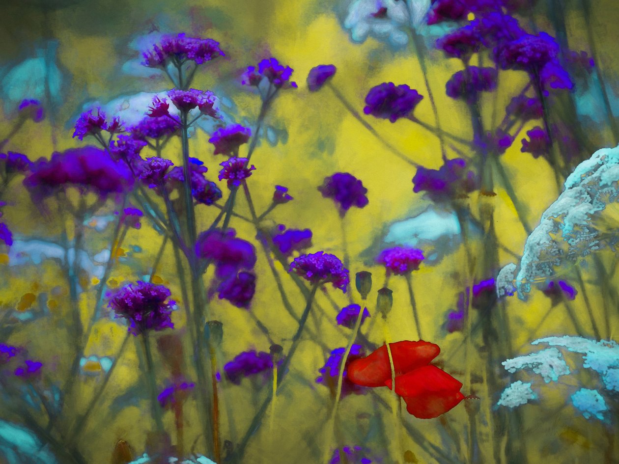 Wildes Herz von Helen White