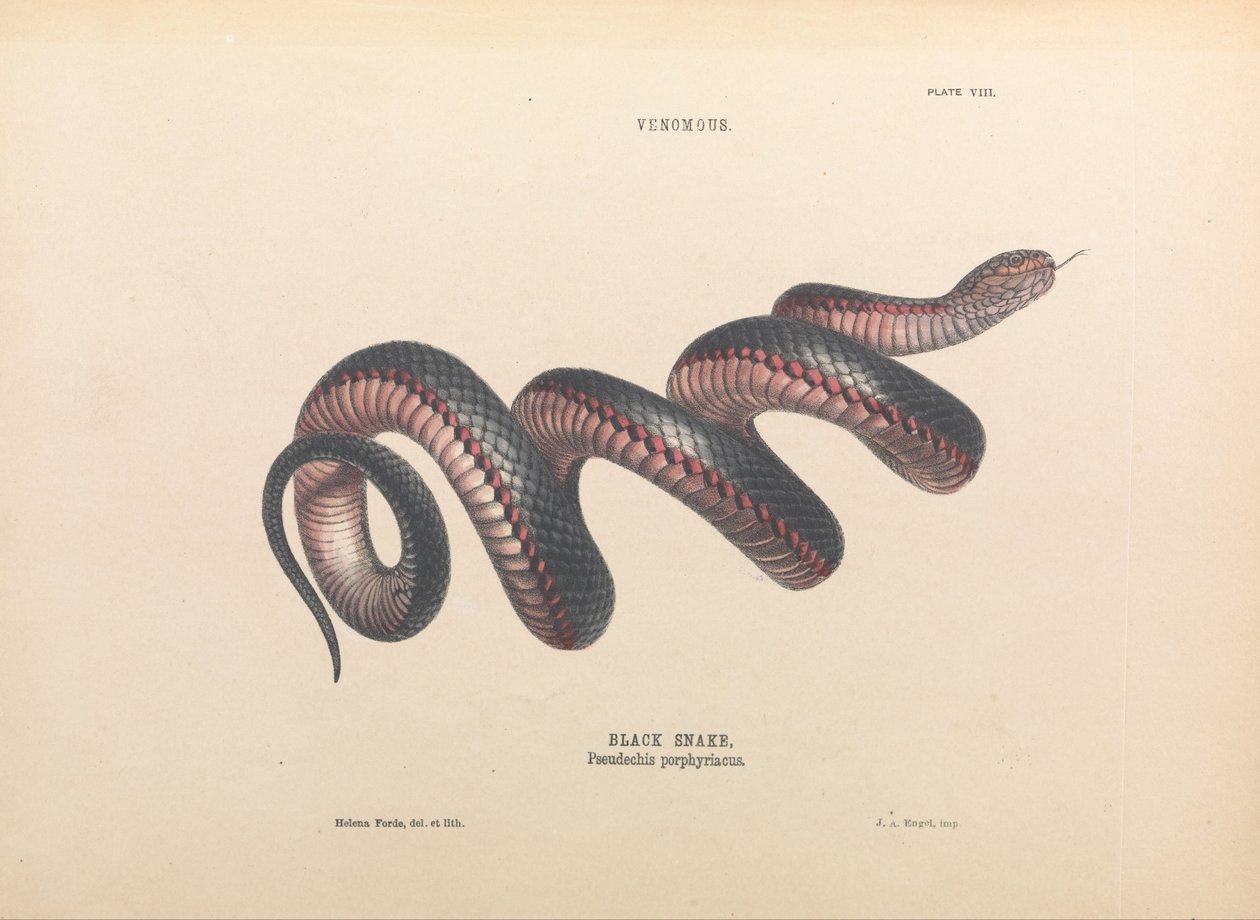 Schwarze Schlange, Pseudechis porphyriacus von Helena Forde