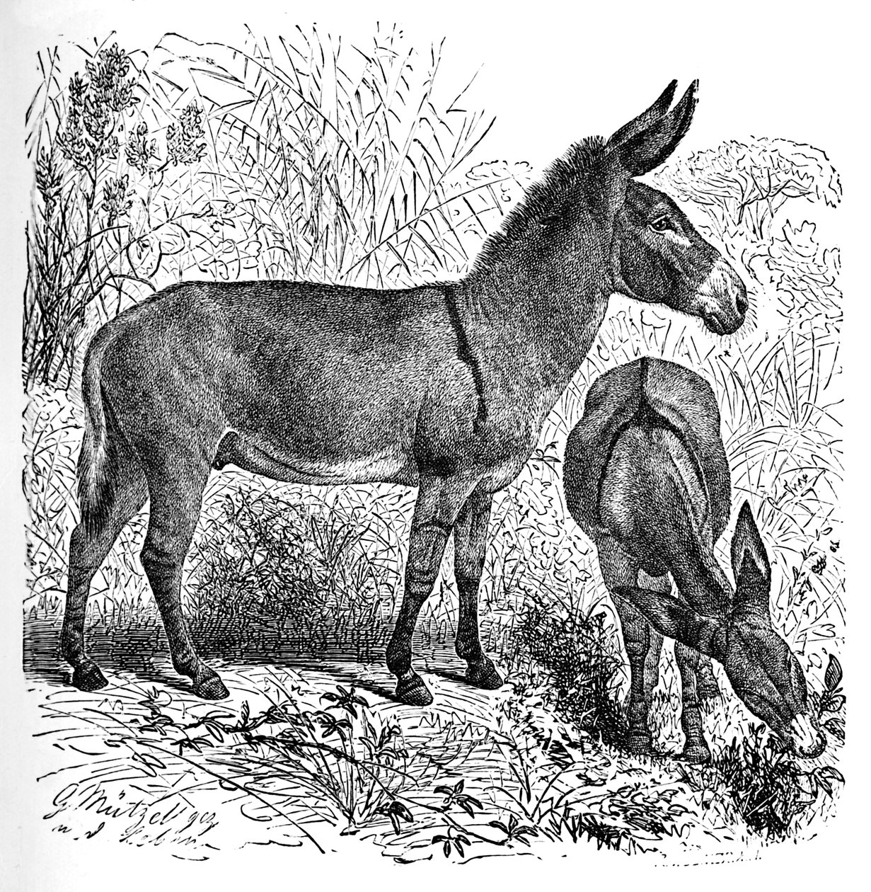 Afrikanischer Wildesel, um 1900 von Helena J. Maguire