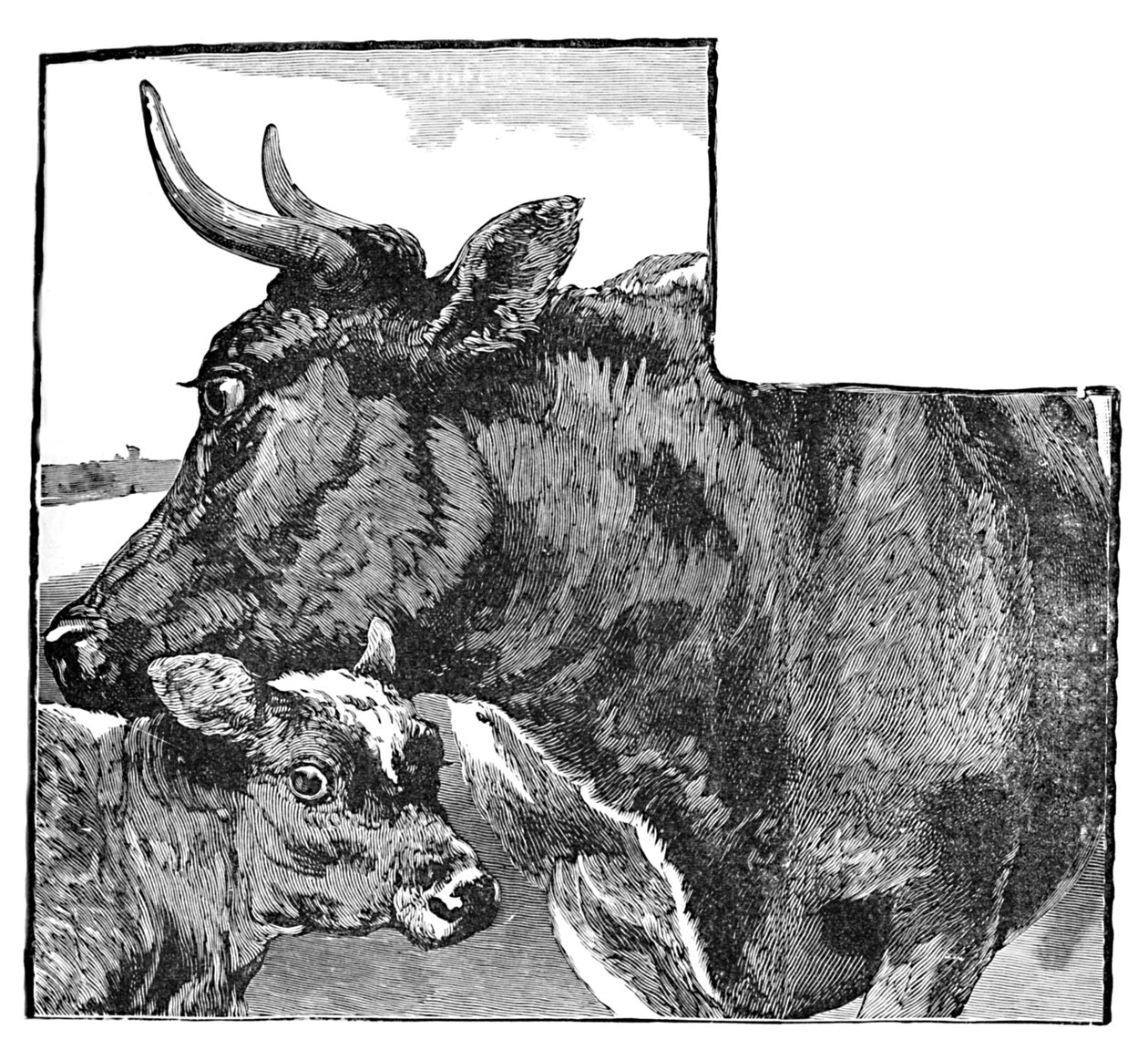 Kuh und Kalb, um 1900 von Helena J. Maguire