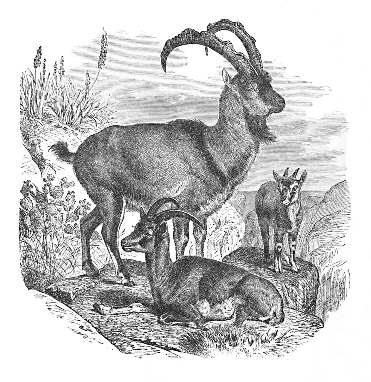 Persische Wildziegen, um 1900 von Helena J. Maguire