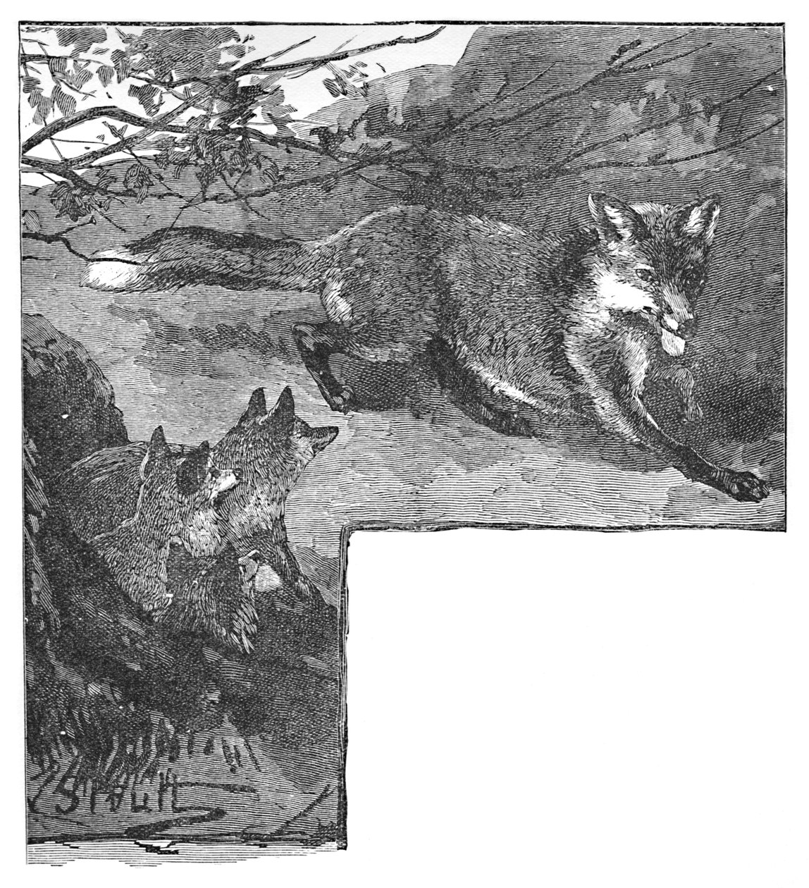 Die Füchsin und ihre Jungen, ca. 1900 von Helena J. Maguire