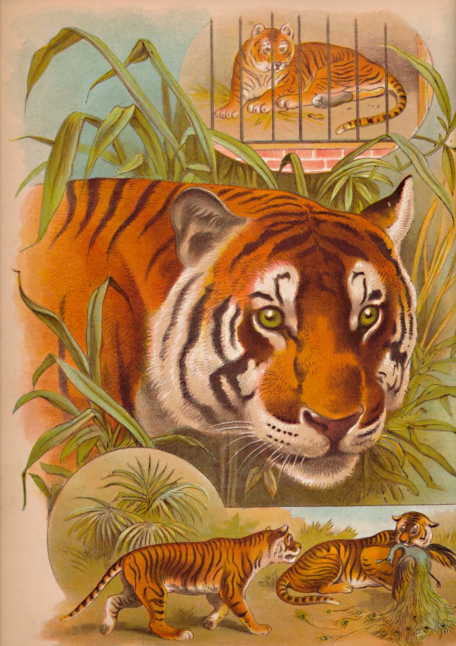 Der Tiger, um 1900 von Helena J. Maguire