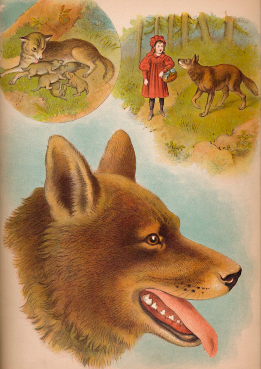 Der Wolf, um 1900 von Helena J. Maguire