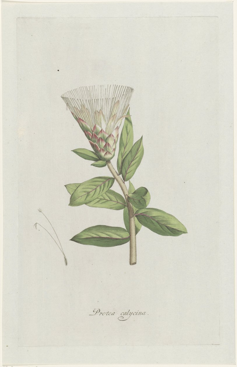 Protea calycina von Hendrik Schwegman