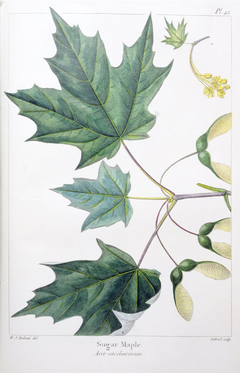 Zuckerahorn von Pierre Joseph Redouté