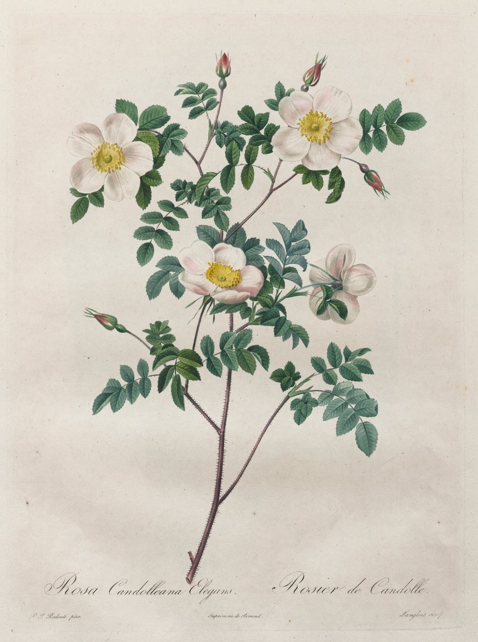 Les Roses: Rosa Candolleana Elegans, 1817-1824 von Pierre Joseph Redouté