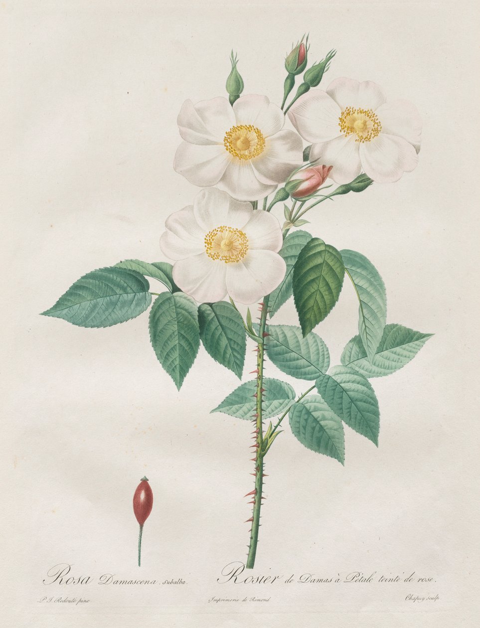 Les Roses: Rosa Damascena, subalba, 1817-1824 von Pierre Joseph Redouté