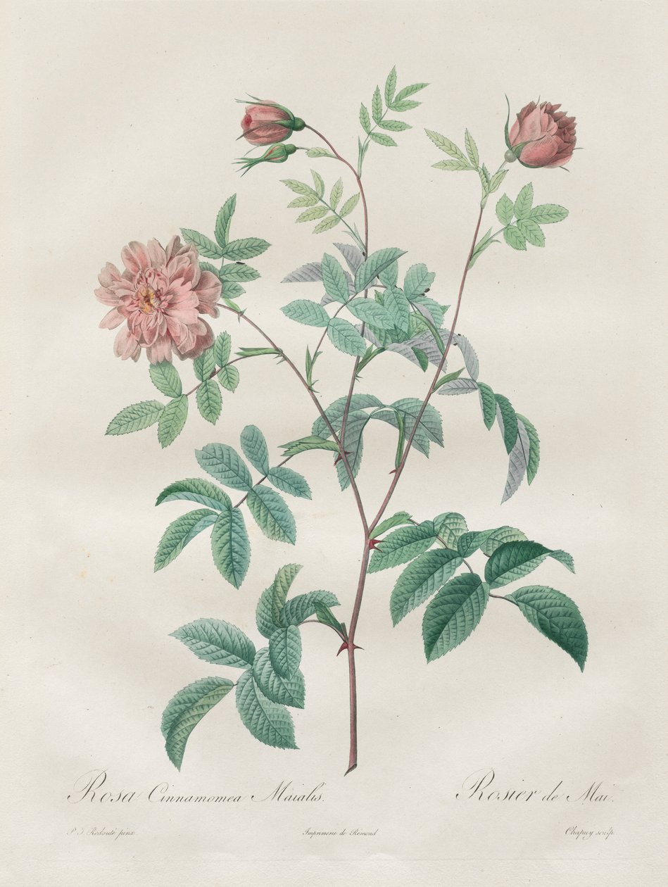 Die Rosen: Rosa cinnamomea, 1817-1824 von Pierre Joseph Redouté