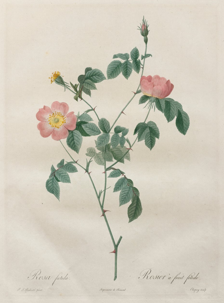 Die Rosen: Rosa indica, 1817-1824 von Pierre Joseph Redouté