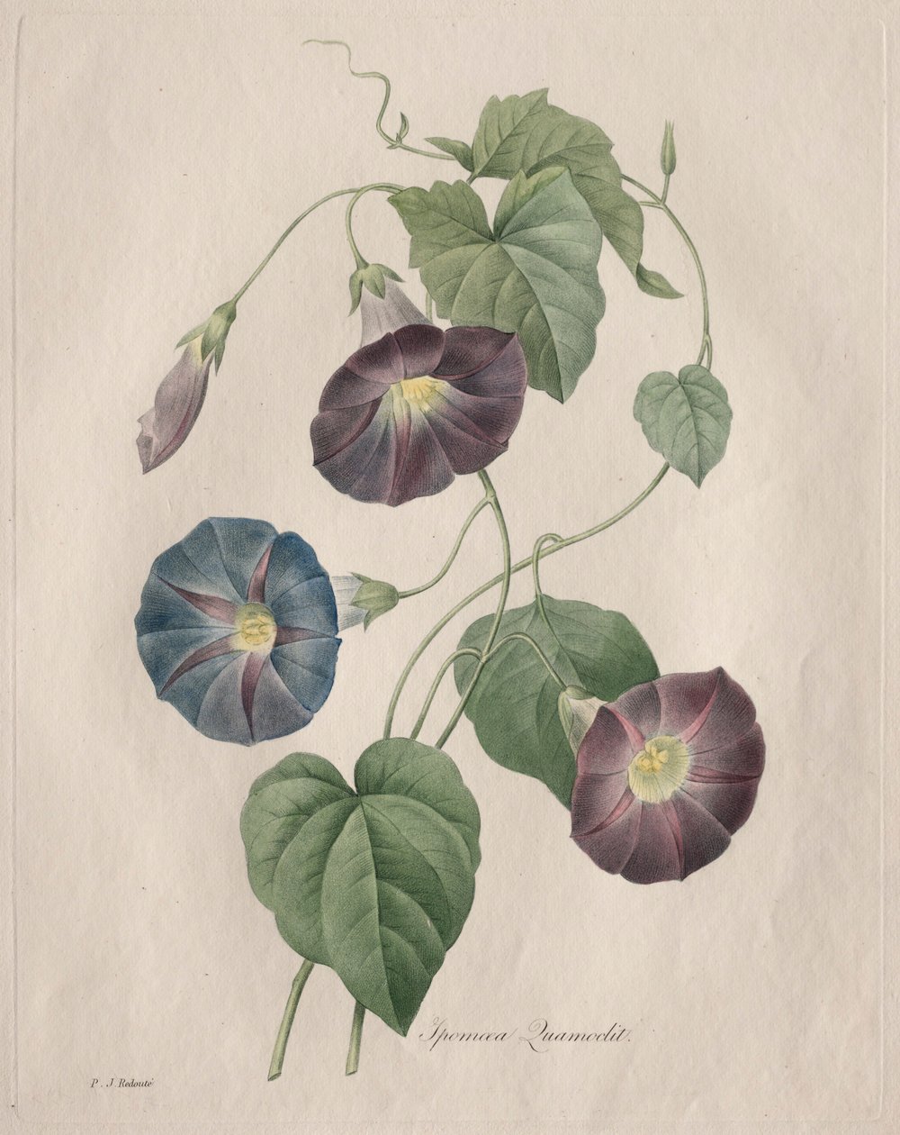 Sternwinde, 1827 von Pierre Joseph Redouté