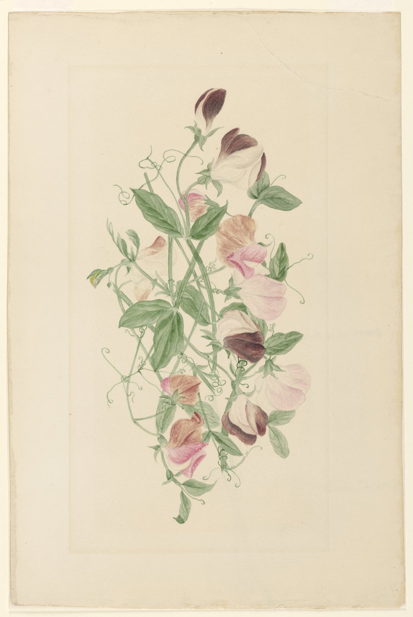 Duftwicken von Henrietta Benson Homer