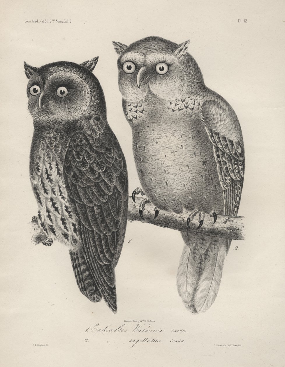 1. Ephialtes Watsonii, 2. (Ephialtes) Sagittatus, Lithographie von J.T. Bowen, 1850 von Henry Louis Stephens