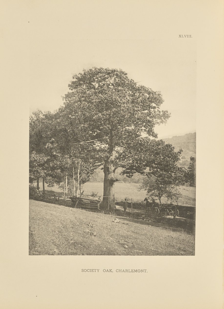 Gesellschaftseiche, Charlemont von Henry Brooks