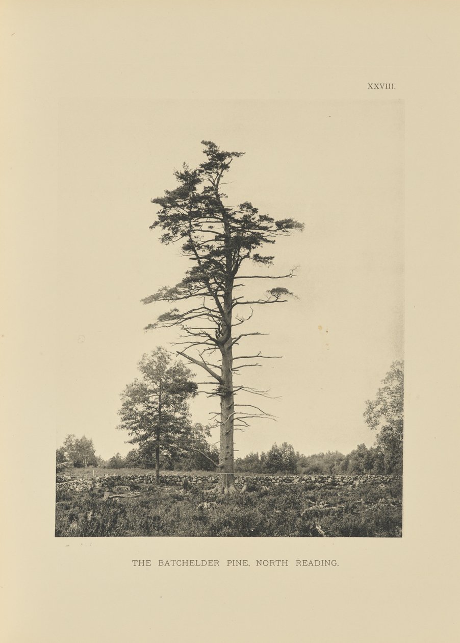 Die Batchelder-Kiefer, North Reading von Henry Brooks