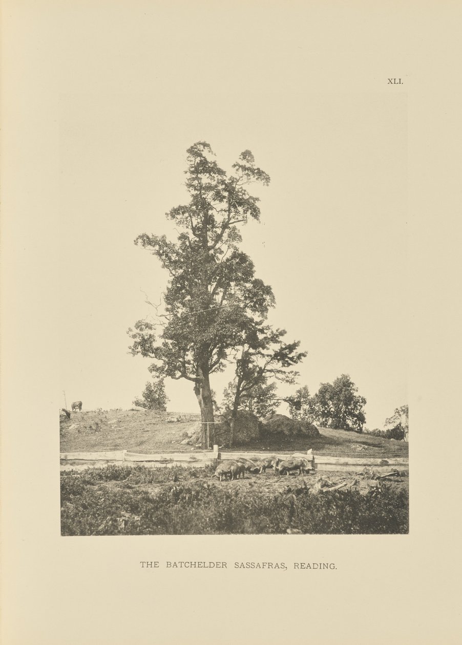 Der Batchelder Sassafras, Reading von Henry Brooks