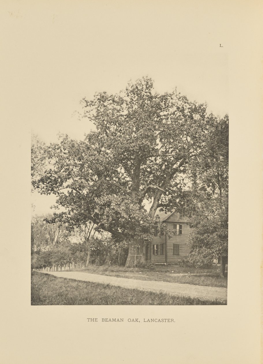 Die Beaman-Eiche, Lancaster von Henry Brooks