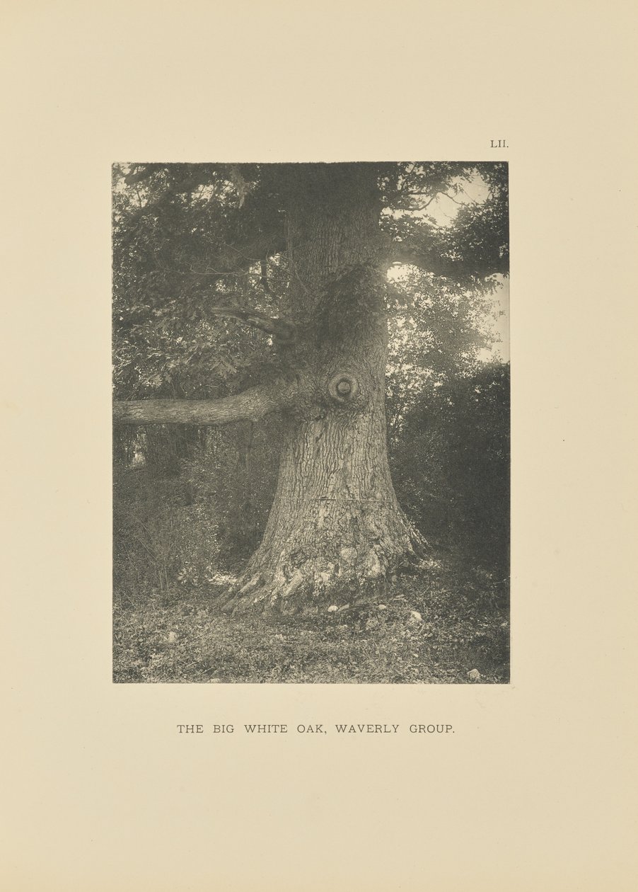 Die große Weißeiche, Waverly-Gruppe von Henry Brooks