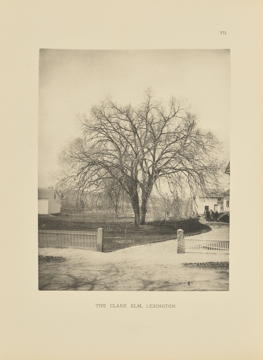 Die Clark-Ulme, Lexington von Henry Brooks