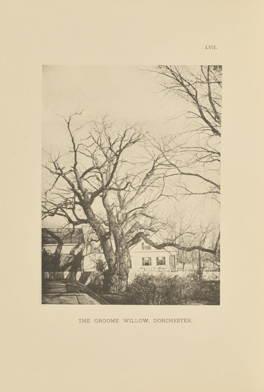 Die Groome-Weide, Dorchester von Henry Brooks