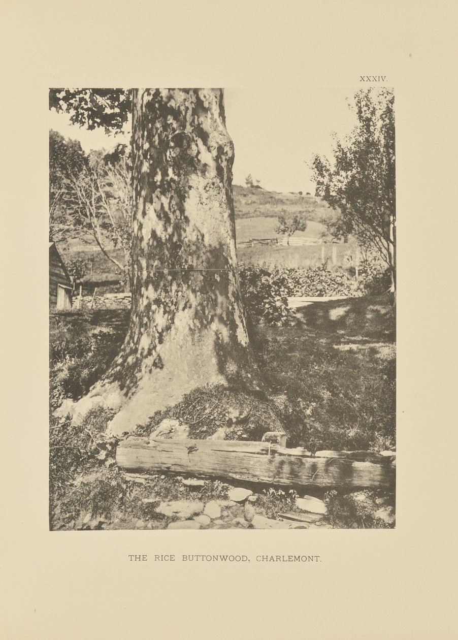 Der Reis-Buttonwood, Charlemont von Henry Brooks
