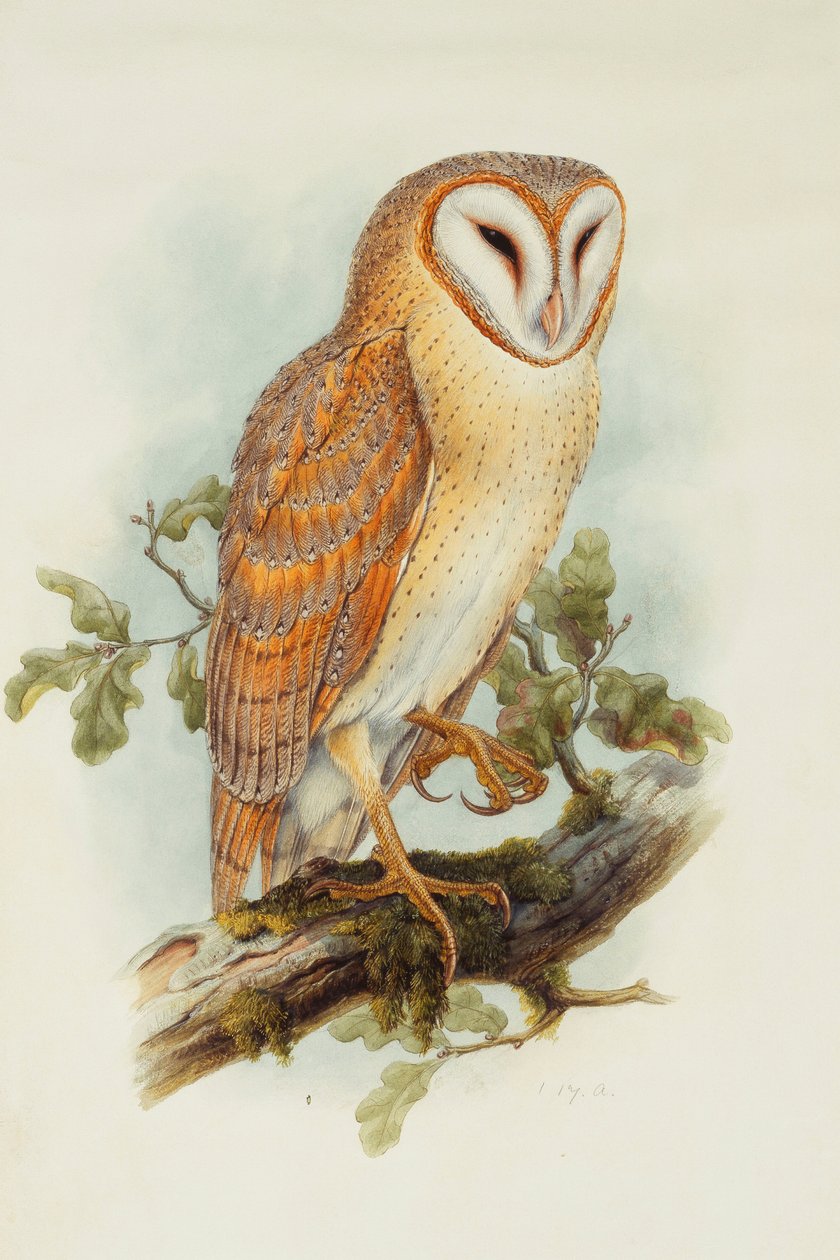 Schleiereule von Henry Constantine Richter