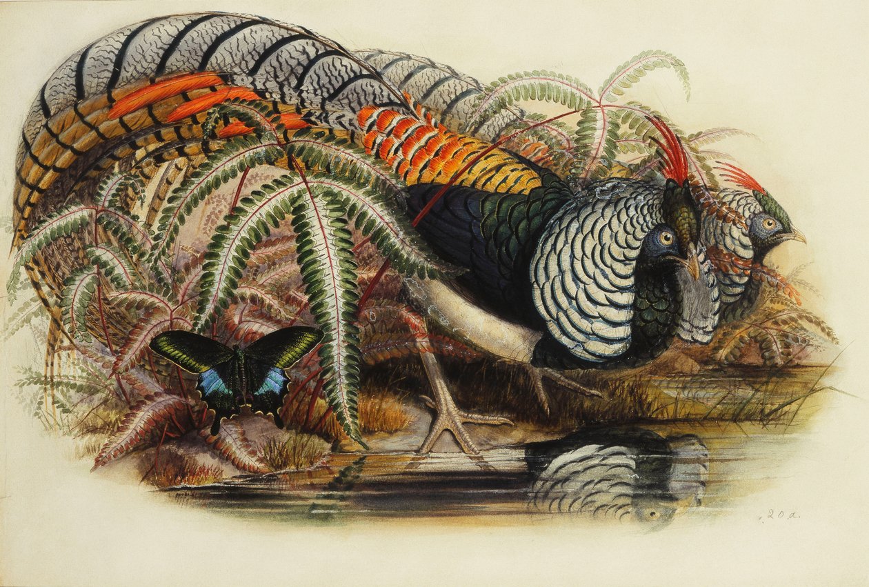 Lady Amhersts Fasan von Henry Constantine Richter