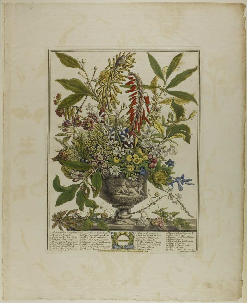 Januar, aus Zwölf Monate der Blumen von Henry Fletcher