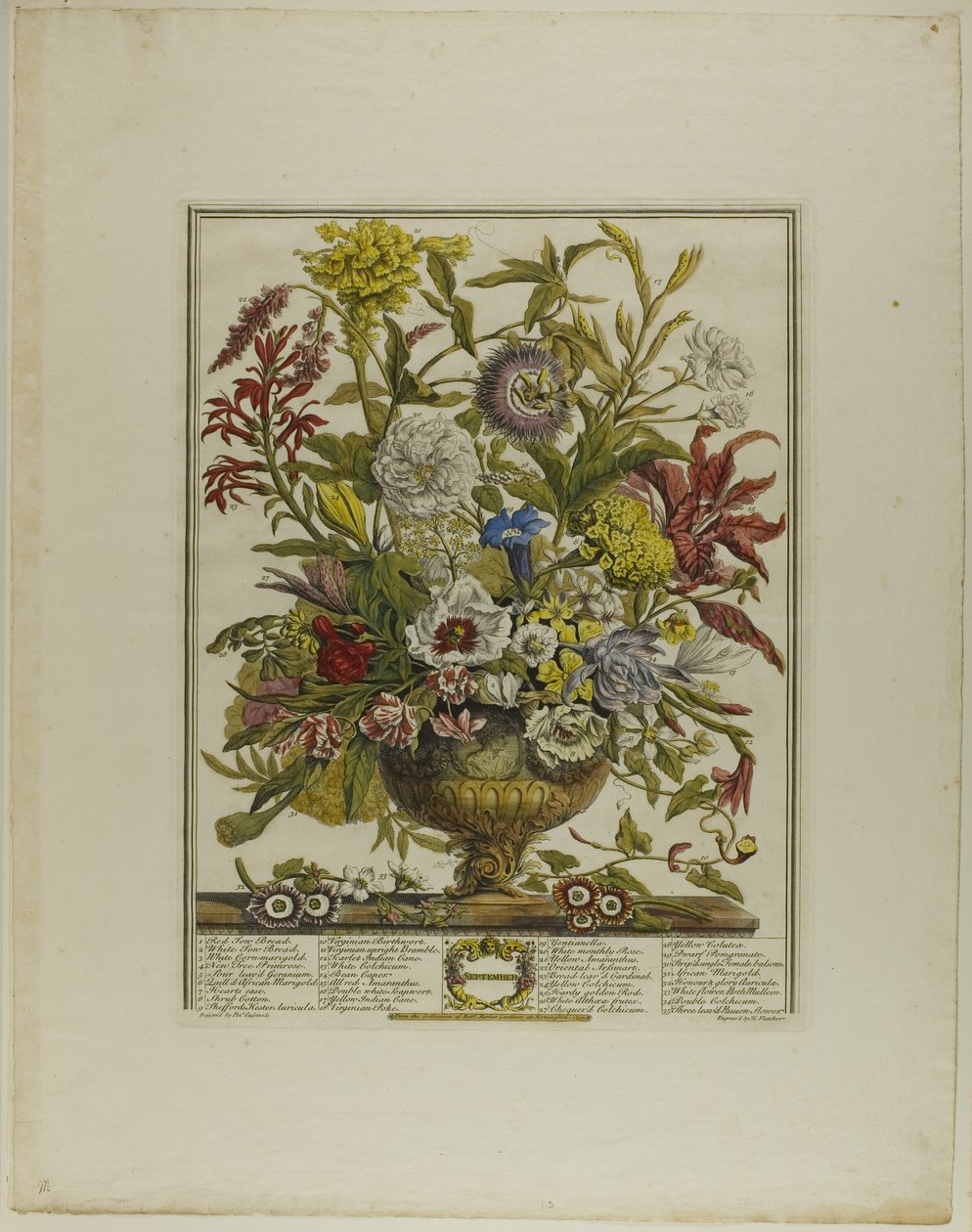 September, aus Zwölf Monate der Blumen von Henry Fletcher