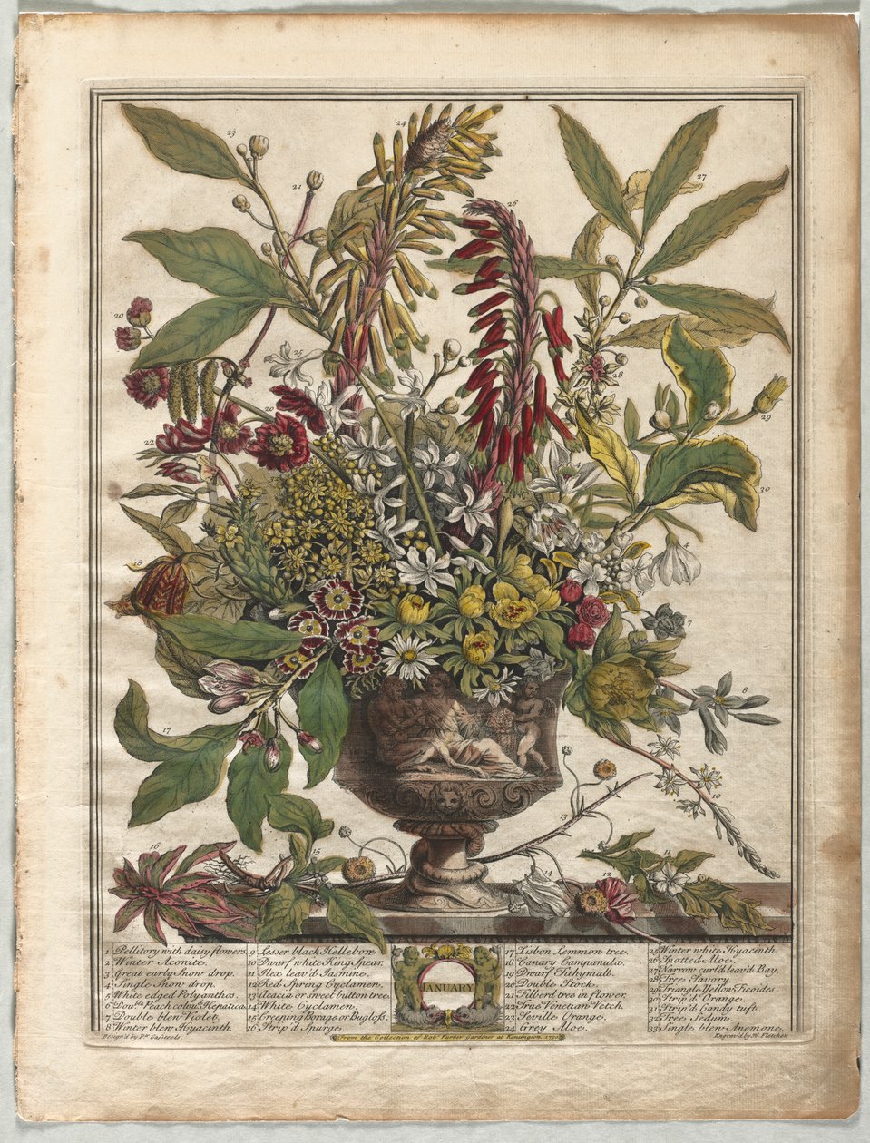 Die zwölf Monate der Blumen: Januar von Henry Fletcher