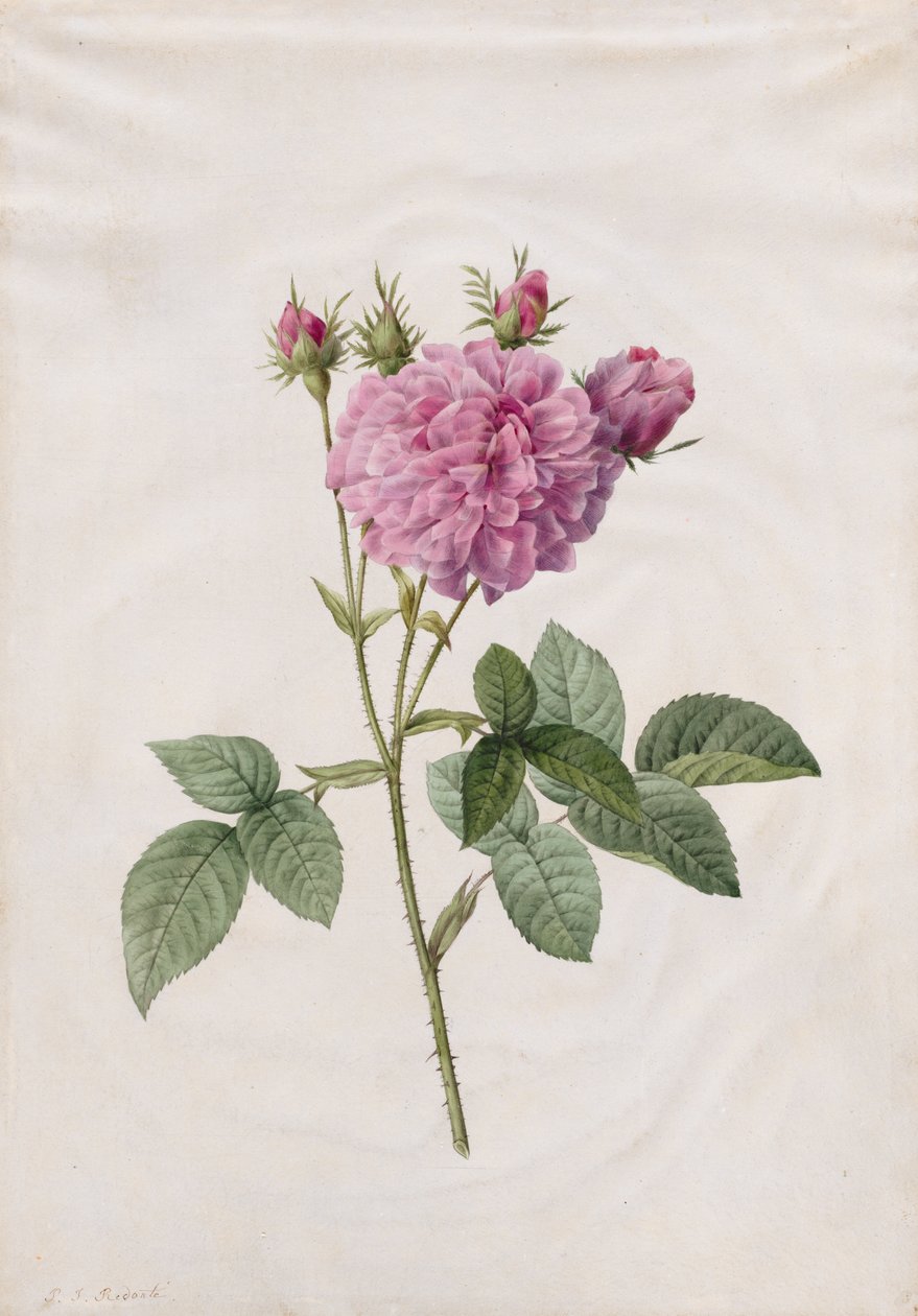 Agatha-Rose (Rosa Gallica Agatha) von Henry Joseph Redouté