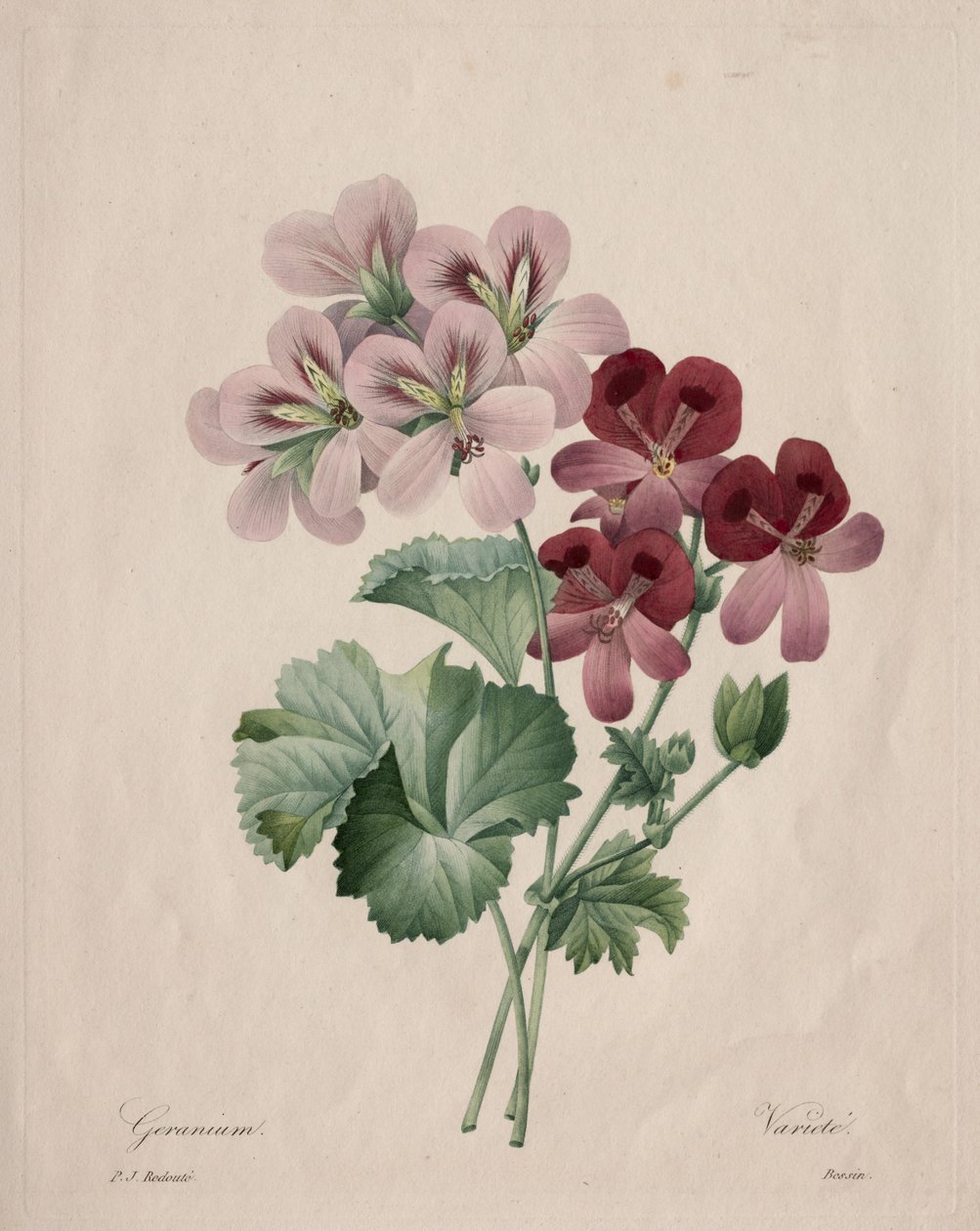 Geranie von Henry Joseph Redouté