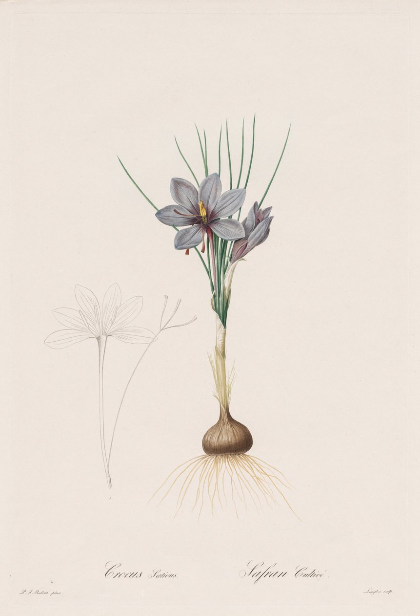 Die Liliengewächse: Crocus Sativus von Henry Joseph Redouté