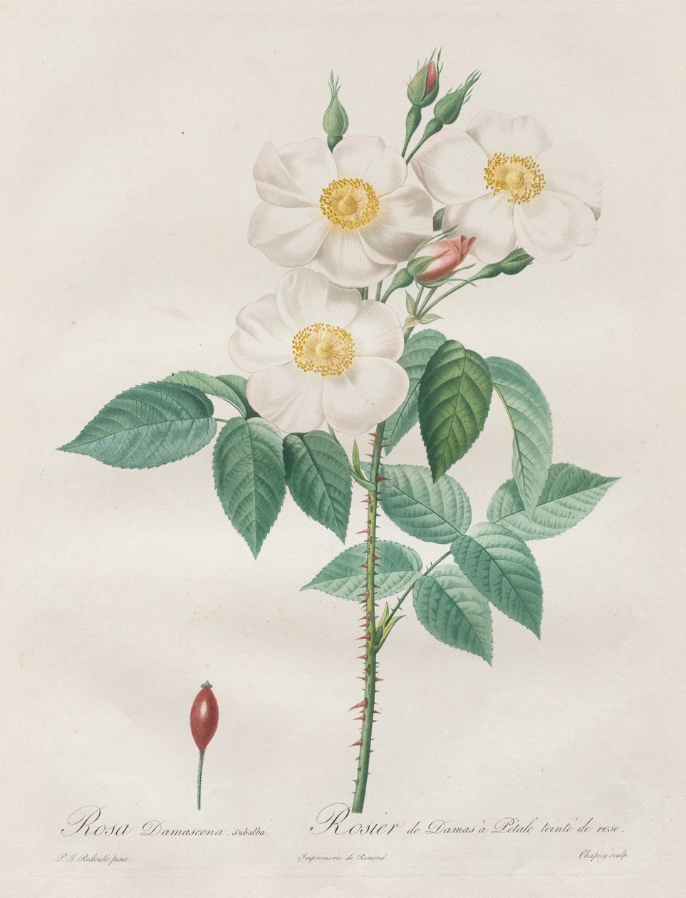 Die Rosen: Rosa Damascena, subalba von Henry Joseph Redouté