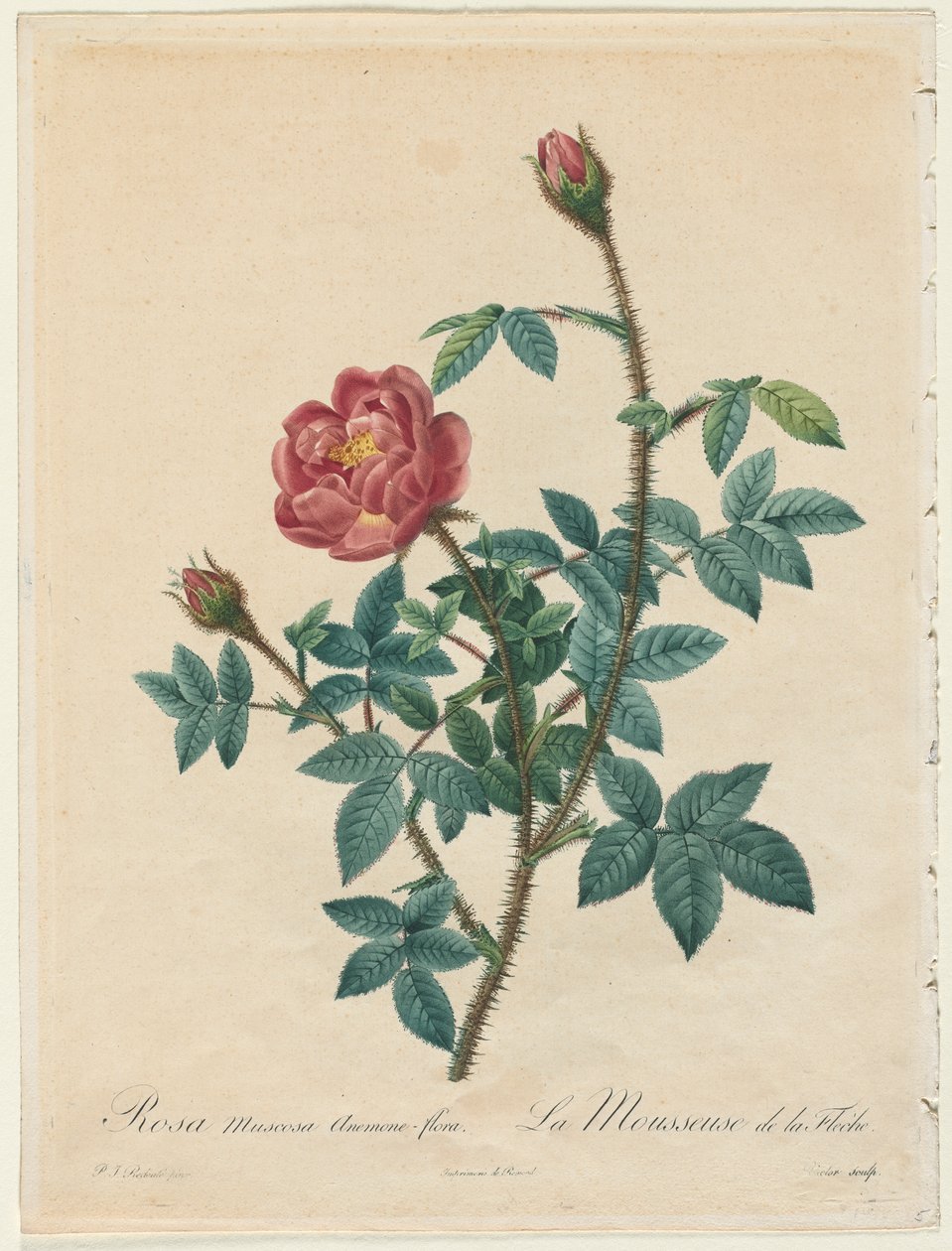 Moosrose von Henry Joseph Redouté
