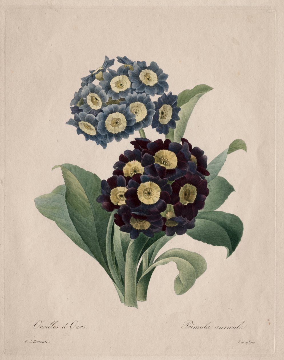 Primula auricula von Henry Joseph Redouté