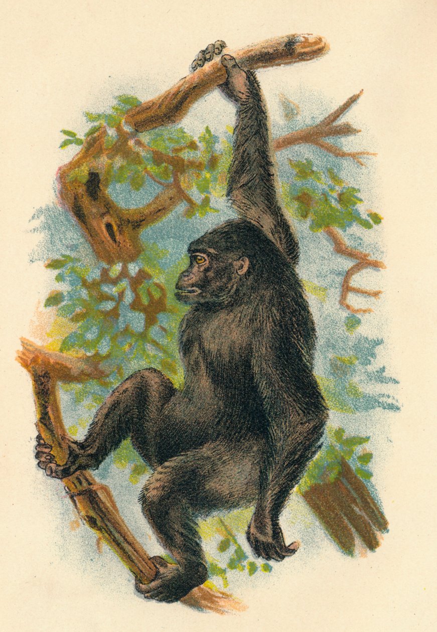 Der Gorilla, 1897 von Henry Ogg Forbes