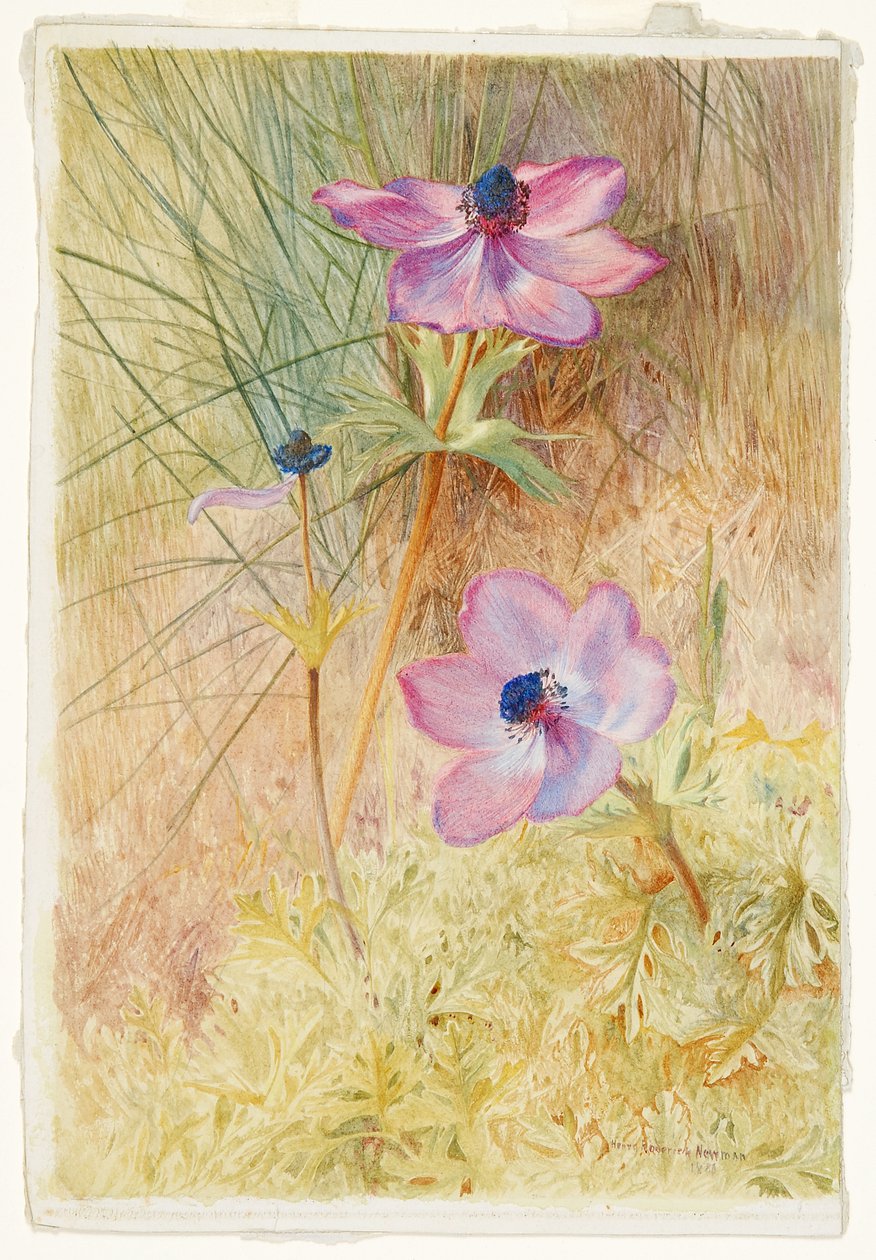 Florentiner Wildanemonen von Henry Roderick Newman