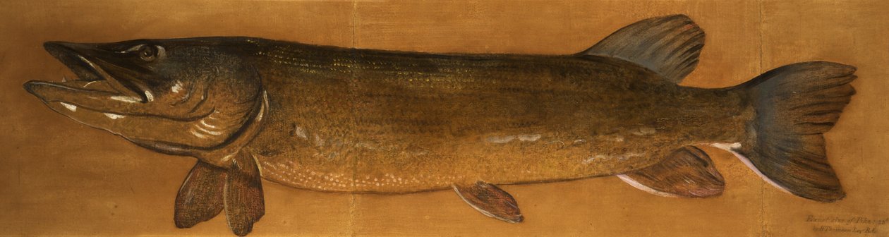 Hecht von Henry Thomson