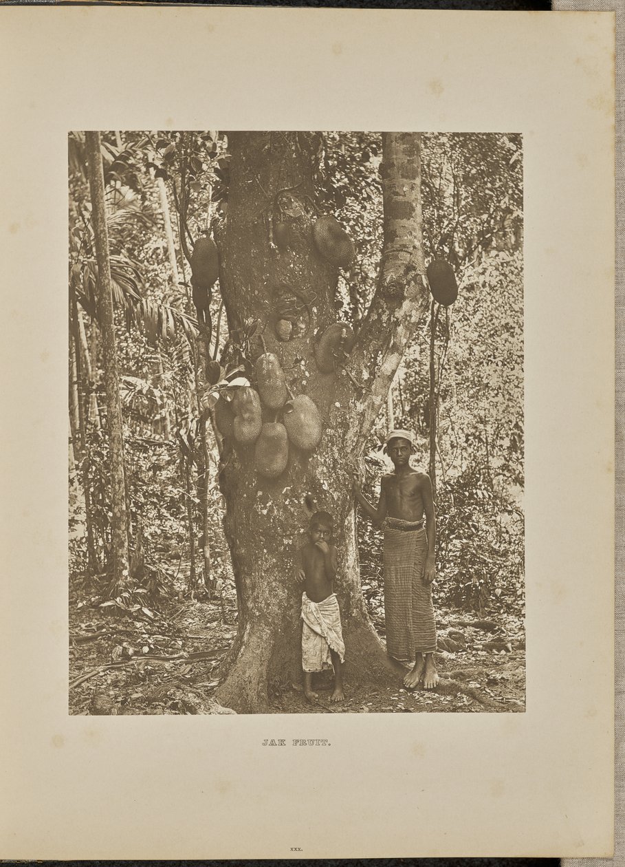Jakobfrucht von Henry W. Cave