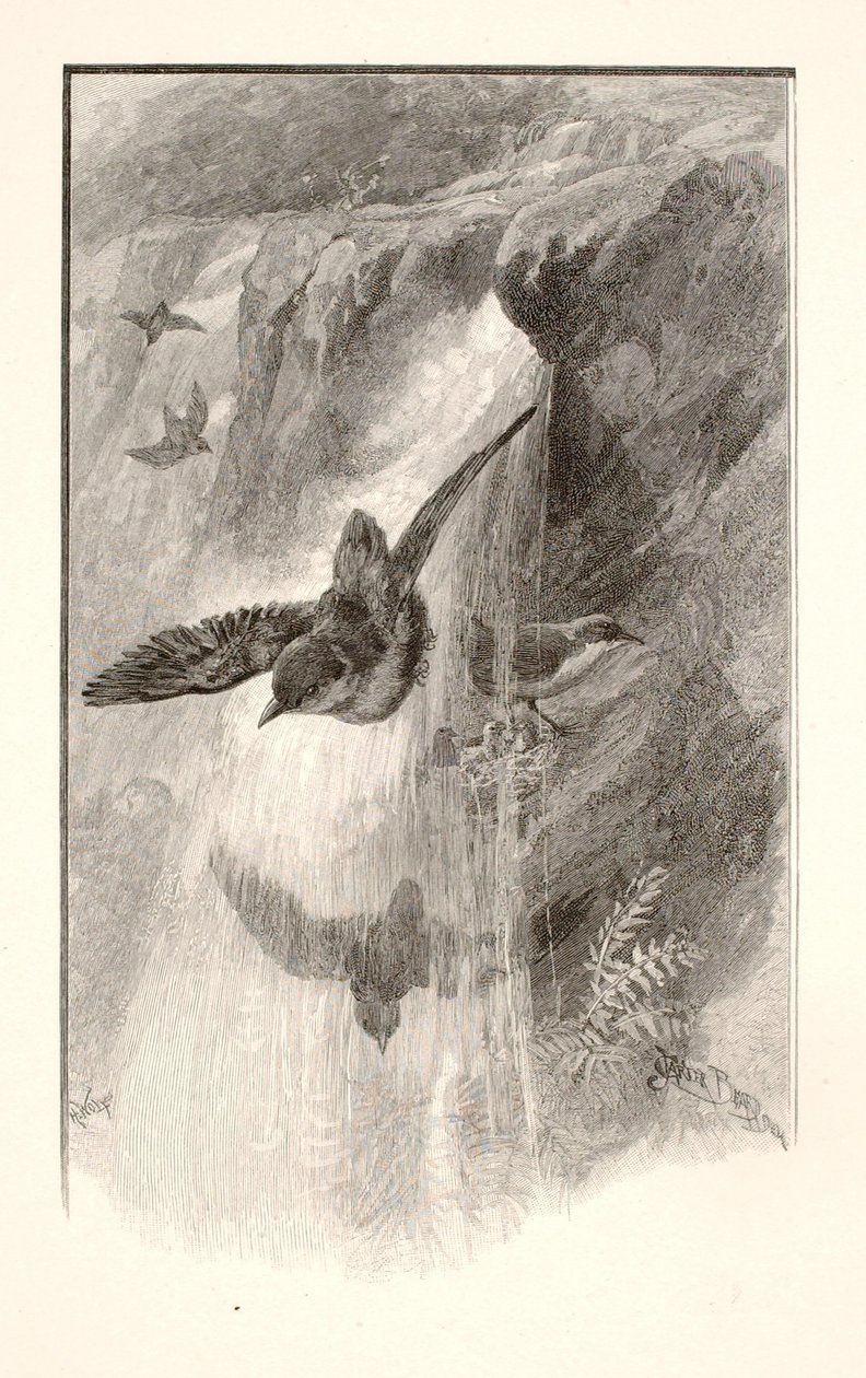 Der Vogel, der in Wasserfällen lebt von Henry Wolf