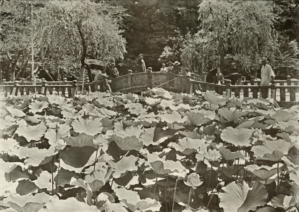 Ein Lotus-Teich, 1910 von Herbert Ponting
