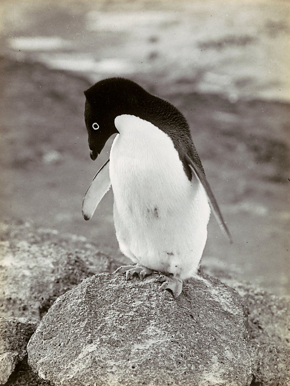 Ein Pinguin in der Antarktis von Herbert Ponting