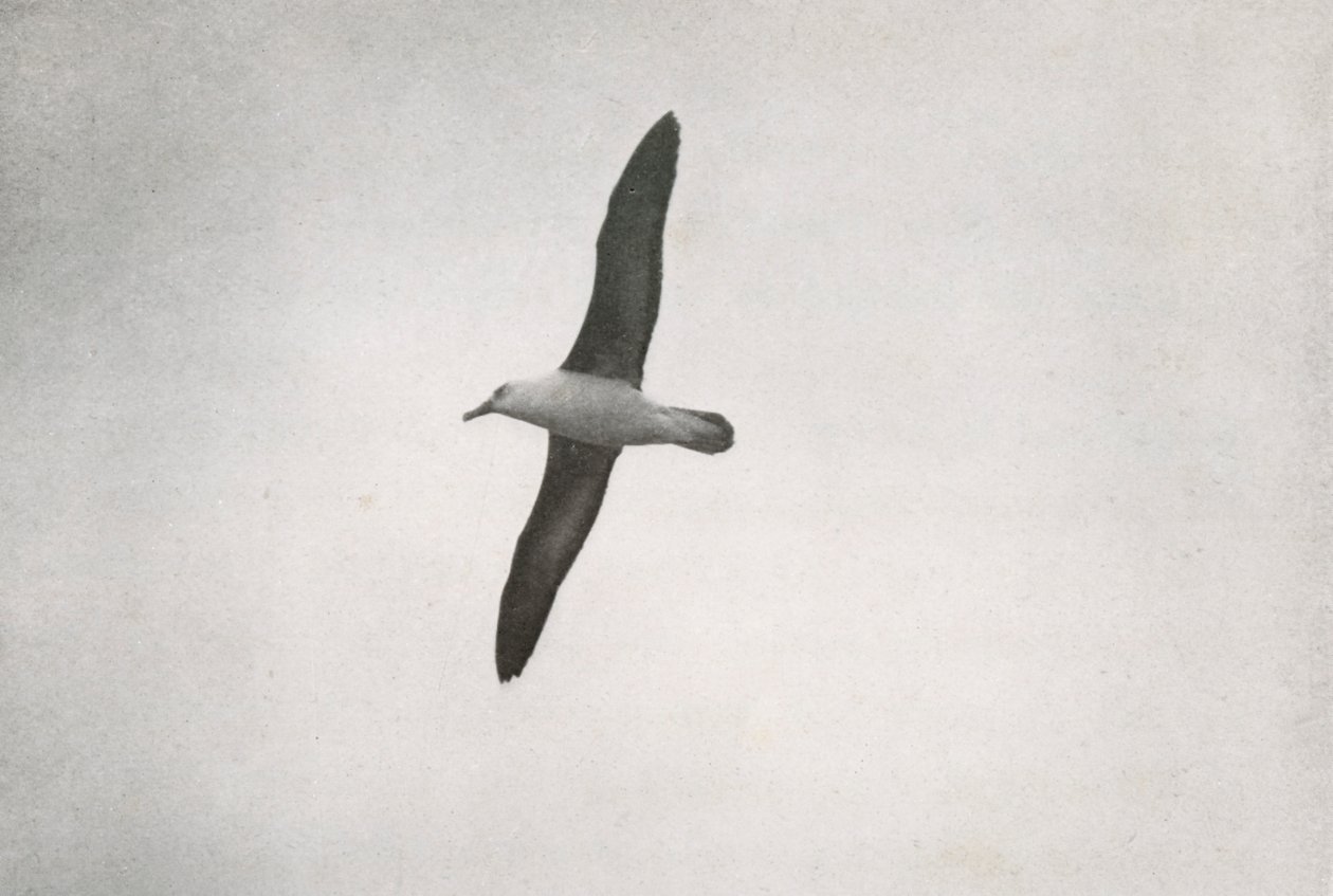Albatros im Flug von Herbert Ponting